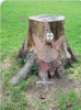 stump.png