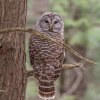 Barred Owl.jpg