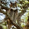 Great Horned Owl.jpg