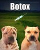 BOTOX DOGS.jpg