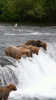 BearfootFishing.gif