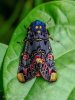 INDIAN LILY MOTH.jpg