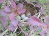 Mockingbird eggs.JPG