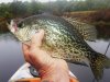 more crappie bass 052.JPG