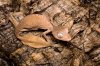 leaf tail gecko.jpg