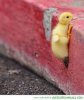 baby duck hangin in there.jpg