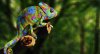 chameleon-sitting-on-tree-branch.jpg