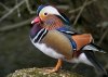 Mandarin Duck..........Nikon P6000.JPG