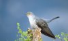 cuckoos-008.jpg