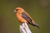 scottish-crossbill-2.jpg