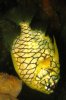 pineapple fish.jpg