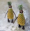 Pineapple-Penguins--55933.jpg