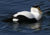 CommonEider800.jpg