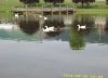 DucksonpondPark (800x583).jpg