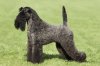 kerry-blue-terrier-03.jpg