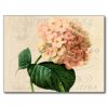 vintage_peach_hydrangea_floral_postcard-r71bddcc34ac446a19b52b8a0ac868b2b_vgbaq_8byvr_324.jpg