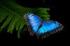 morpho-ft 2.jpg