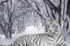 snow-leopard-wallpaper-hd-wallpapers-600x395.jpg