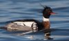 red-breasted-merganser_2272.jpg