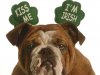 MI+Sad+bull+dog+irish+st+patricks+day+kiss+me+Im+irish+istock.jpg