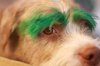 dog-hair-dyed-eyebrows.jpg